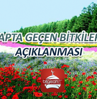 kitapta-gecen-bitkilerin-aciklanmasi2131a99e46bfbee1506d