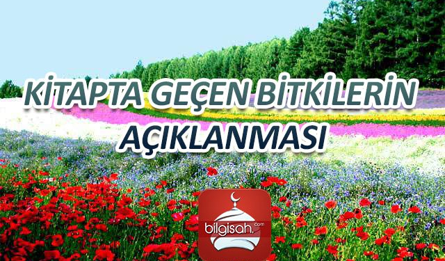 kitapta-gecen-bitkilerin-aciklanmasi2131a99e46bfbee1506d