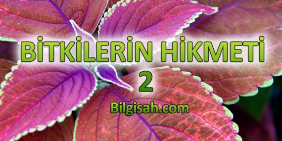 bitkilerin-hikmeti-22329f01adf14b5fd2cc5