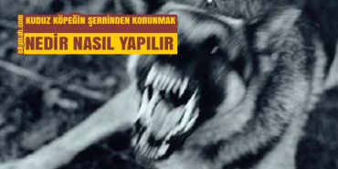 kuduz-kopegin-serrinden-emin-olmak0c18939721f871a2785a