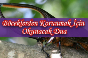 boceklerden-korunmak-b3563717807db2a1286e